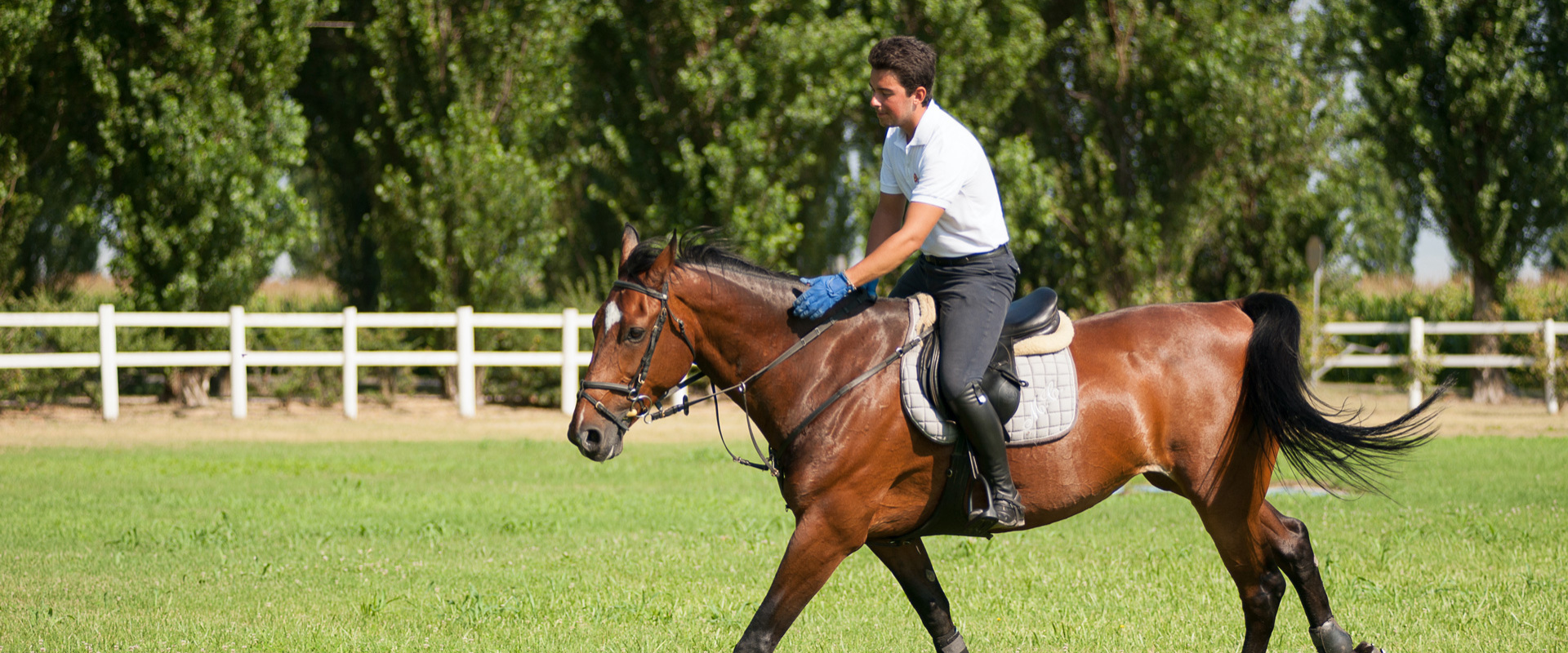 Cavaliere in sella a un cavallo marrone, su un prato verde con recinzione bianca.