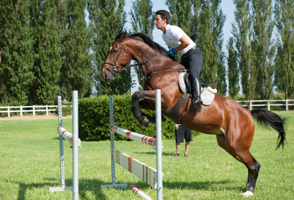 Cavaliere salta ostacolo con cavallo in gara di equitazione su prato verde.